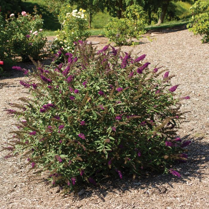 Buddleia davidii RoyalRazz™