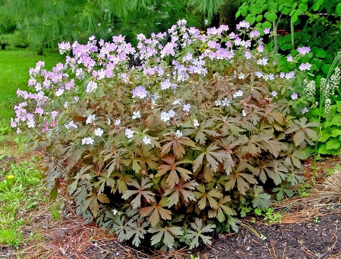 Geranium maculatum Espresso
