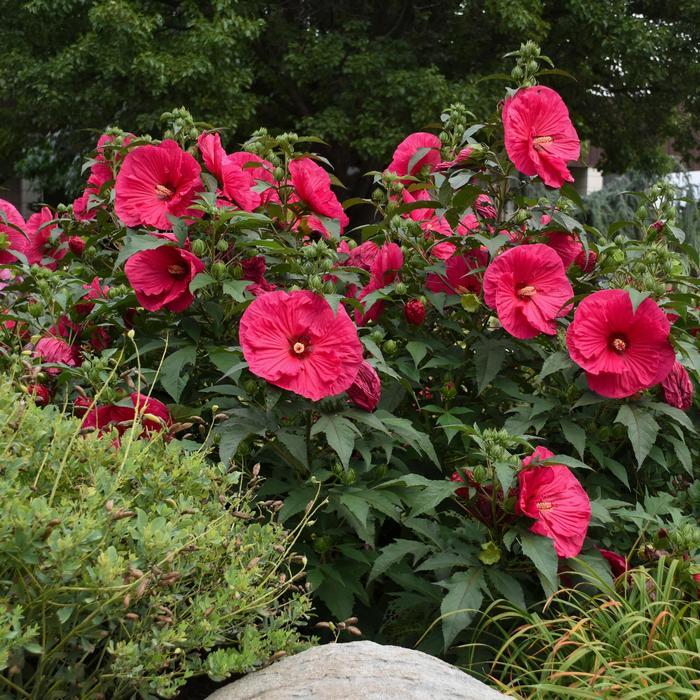 Hibiscus Summer in Paradise