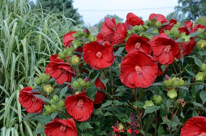Hibiscus Summerific® Cranberry Crush