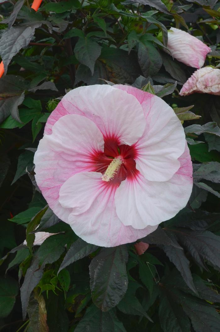 Hibiscus Summerific® Perfect Storm
