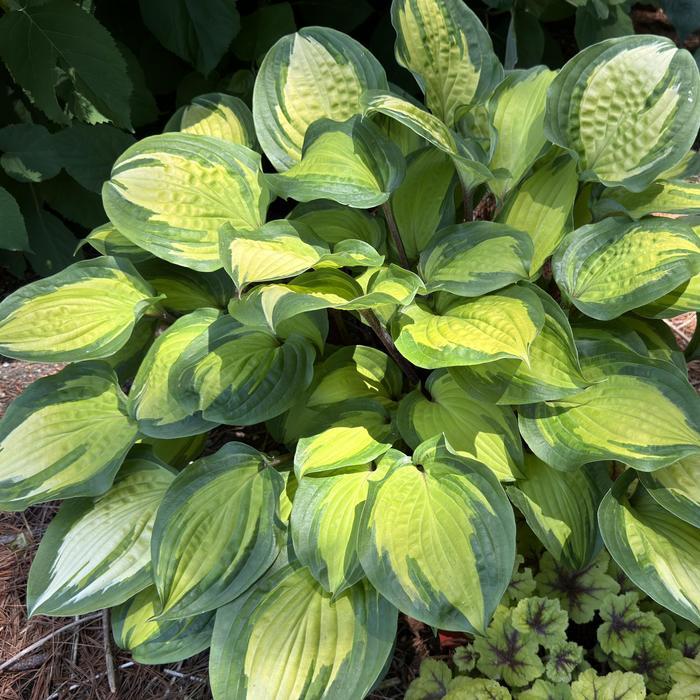 Hosta Island Breeze