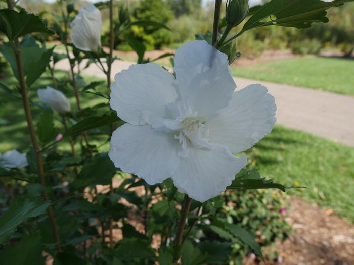 Hibiscus syriacus White Pillar®