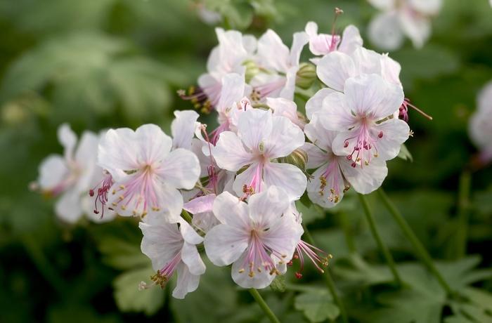 Geranium x cantabrigense Biokova Karmina