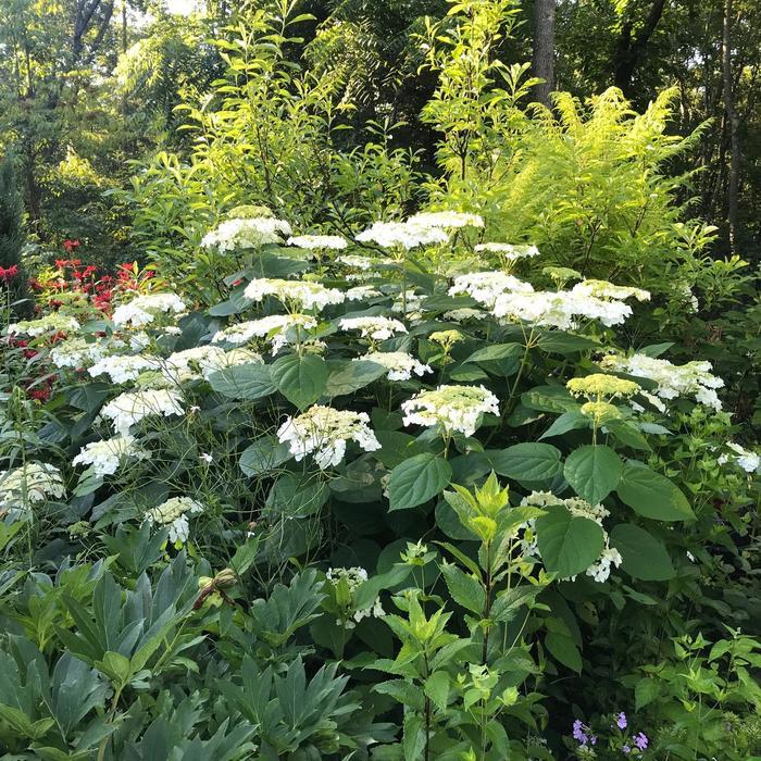Hydrangea arborescens Haas Halo