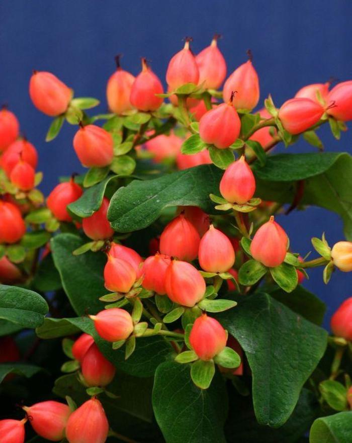 Hypericum inodorum Pumpkin