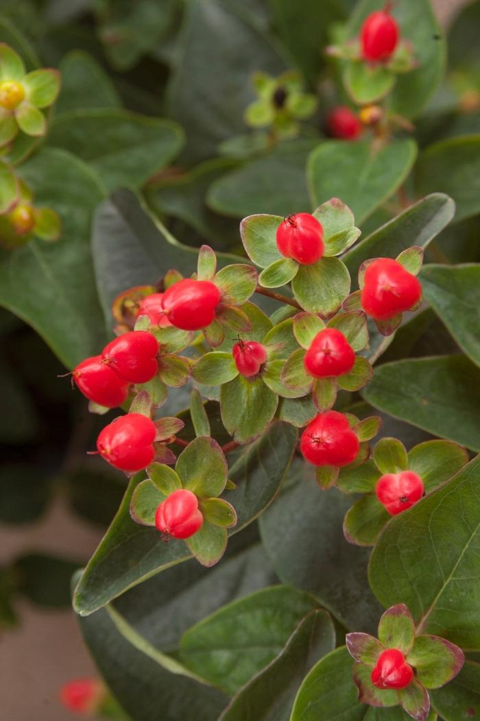 Hypericum inodorum Red Fame