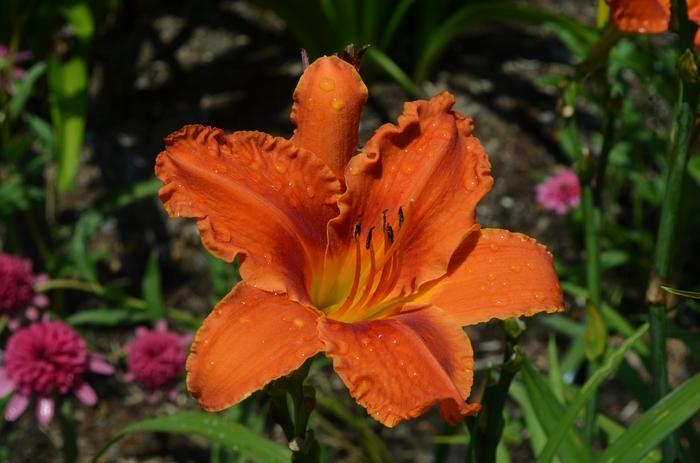 Hemerocallis Alabama Jubilee