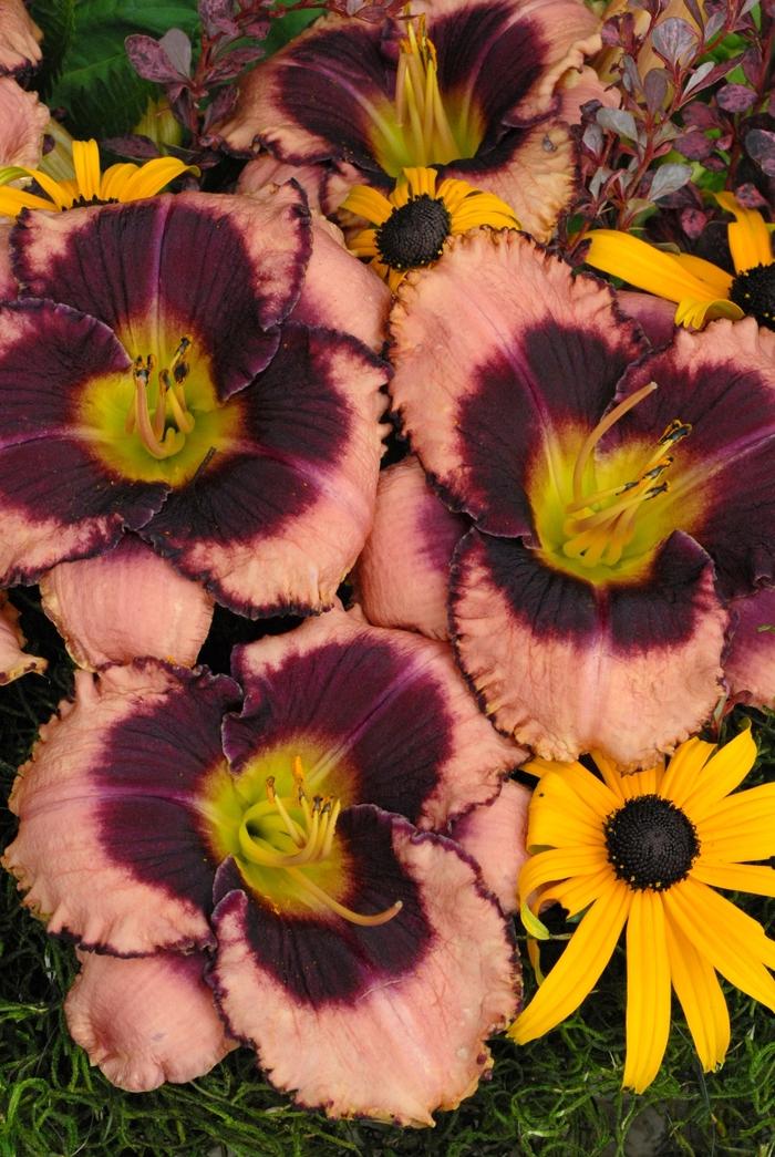 Hemerocallis Daring Deception