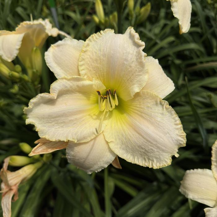 Hemerocallis Early Snow