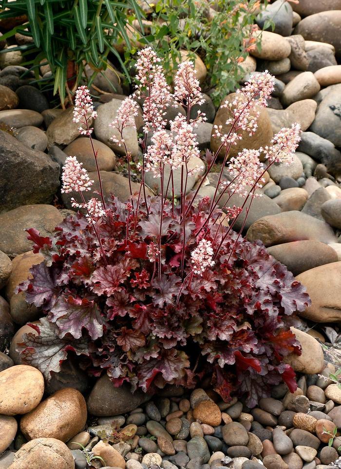 Heuchera Ruby Tuesday