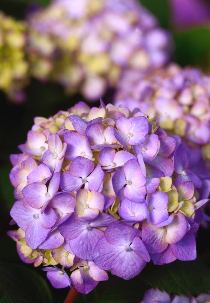 Hydrangea macrophylla Endless Summer BloomStruck®