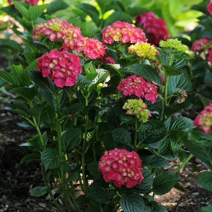 Hydrangea paniculata Magical® Ruby Red