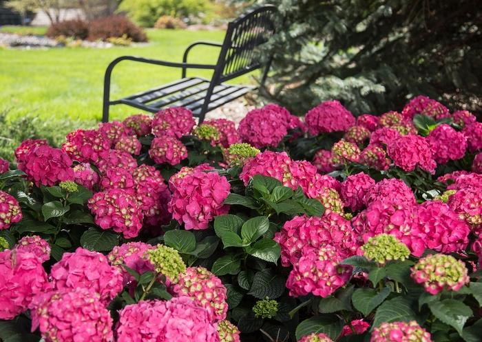 Hydrangea macrophylla Endless Summer® Summer Crush®