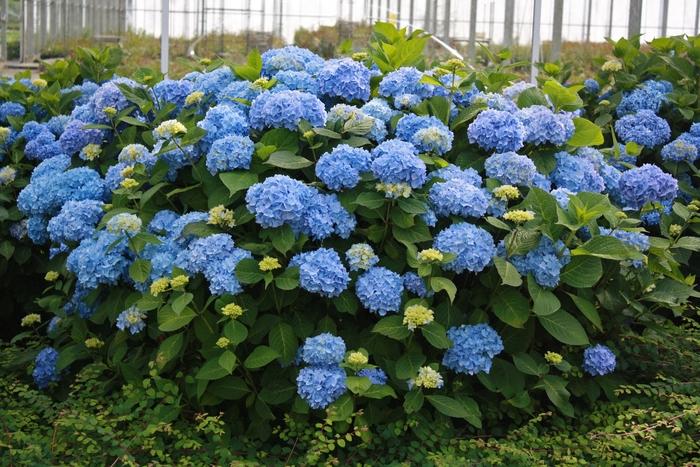 Hydrangea macrophylla Endless Summer® The Original®