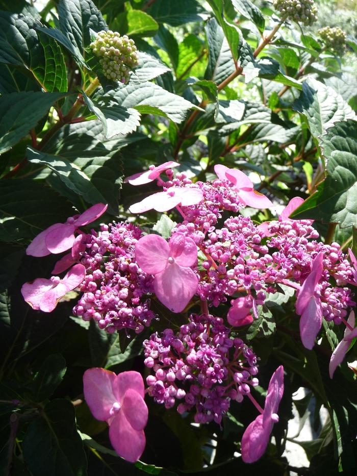 Hydrangea macrophylla Endless Summer® Twist-n-Shout®