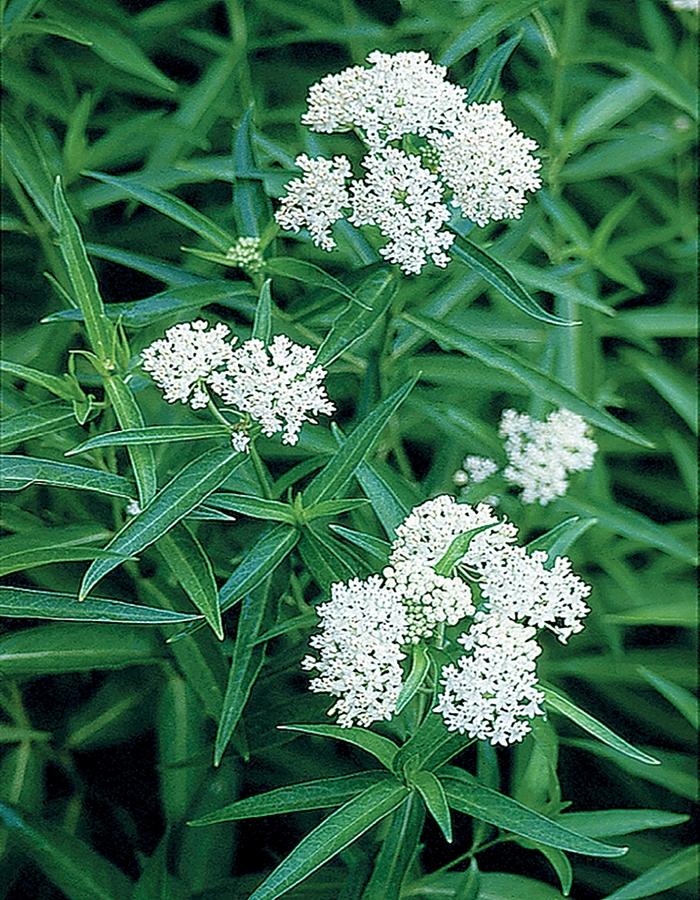 Asclepias incarnata Ice Ballet