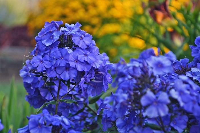 Phlox paniculata Blue Paradise