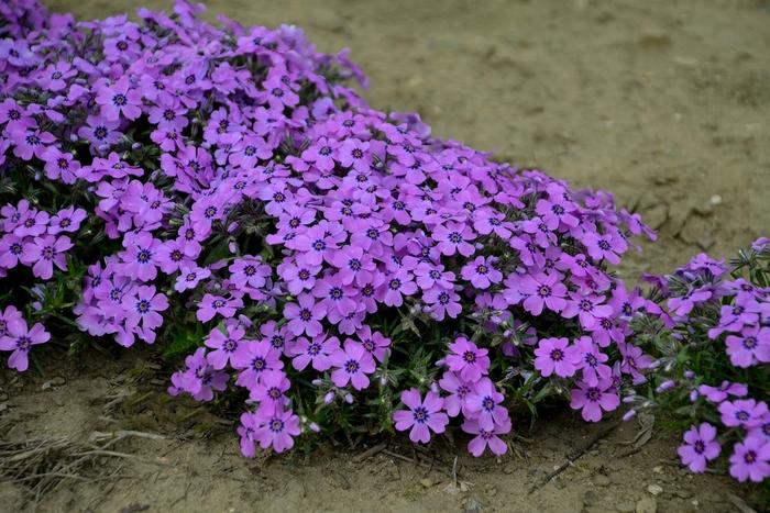 Phlox subulata Eye Shadow