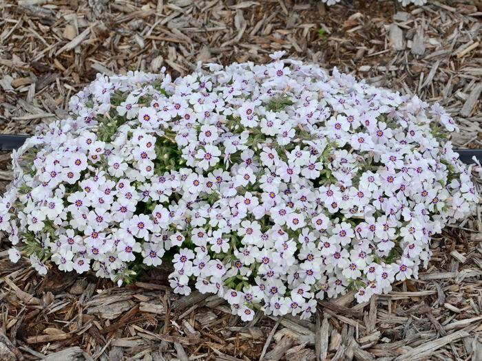 Phlox subulata North Hills