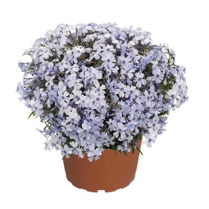 Phlox subulata Spring Blue