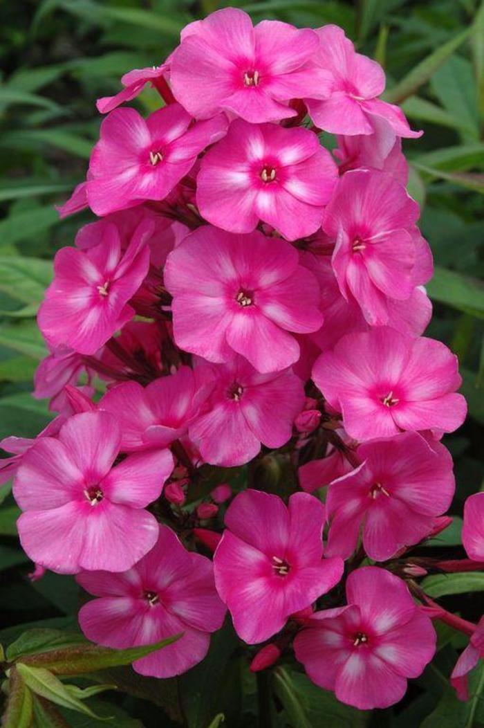 Phlox paniculata Candy Store® Bubblegum Pink™