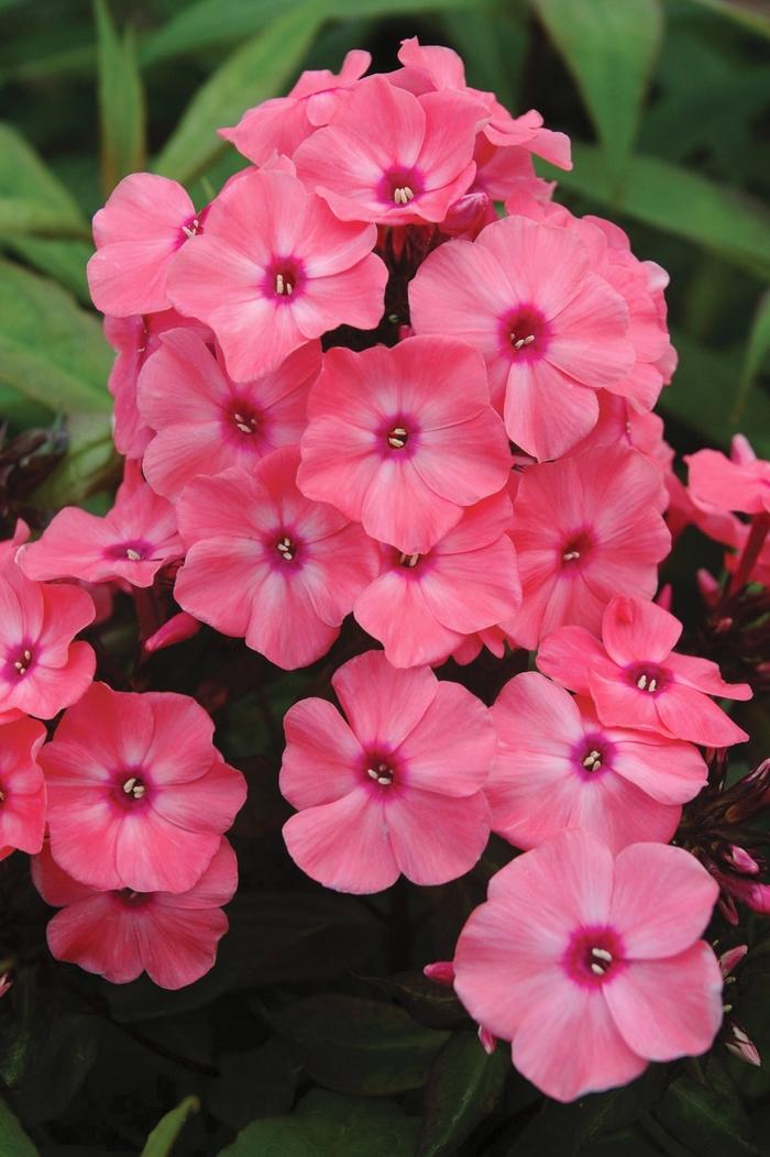 Phlox paniculata Candy Store® Coral Crème Drop™
