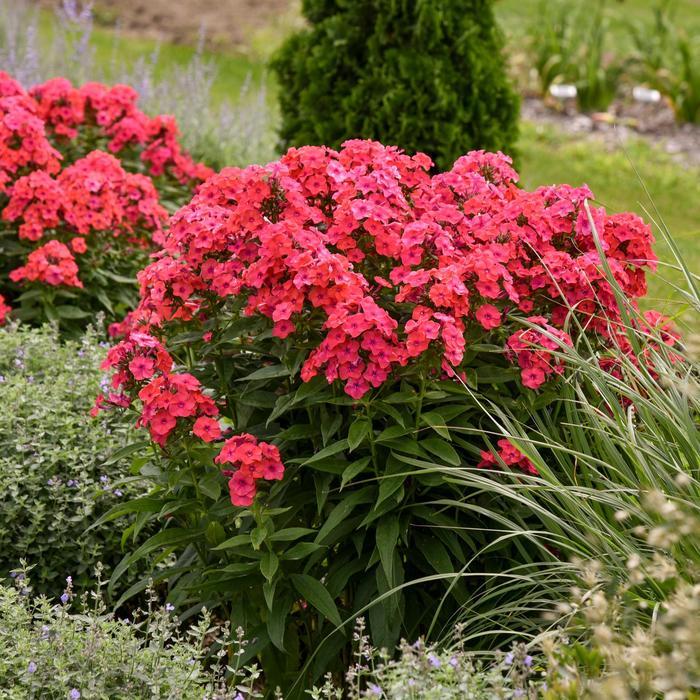 Phlox paniculata Luminary™ Sunset Coral