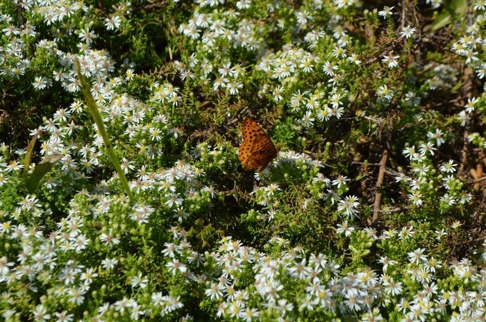 Aster ericoides Snow Flurry