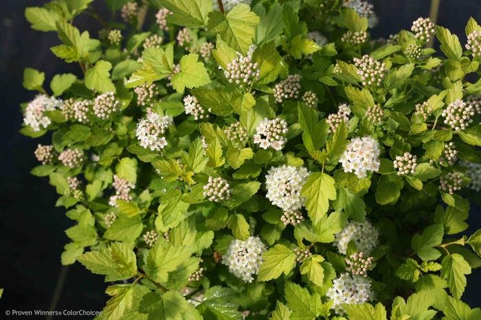 Physocarpus opulifolius Tiny Wine® Gold