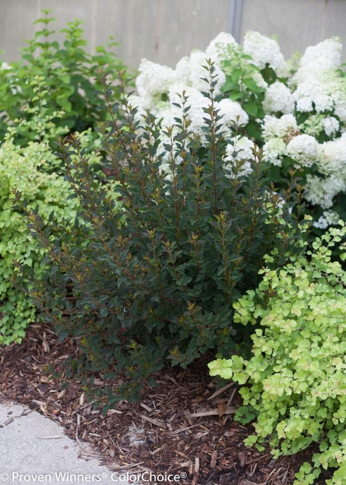 Physocarpus opulifolius Tiny Wine®