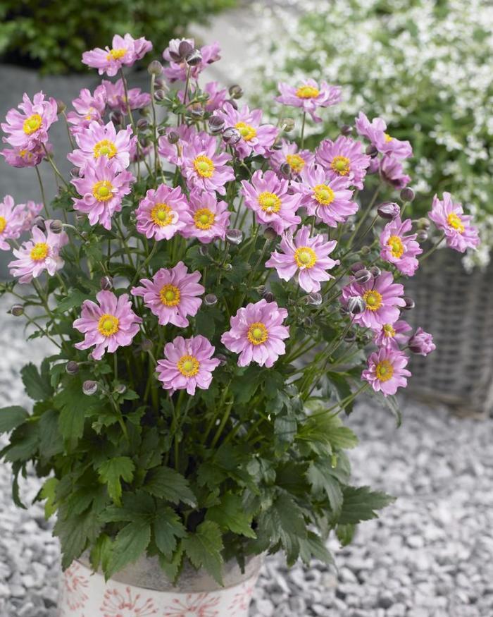 Anemone hupehensis Fantasy™ Pocahontas