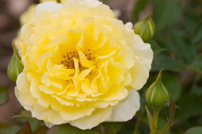 Rosa Easy Elegance® Yellow Submarine