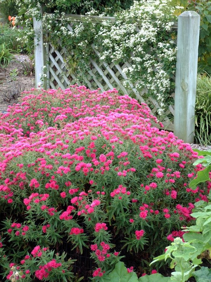 Aster novae-angliae Alma Potschke