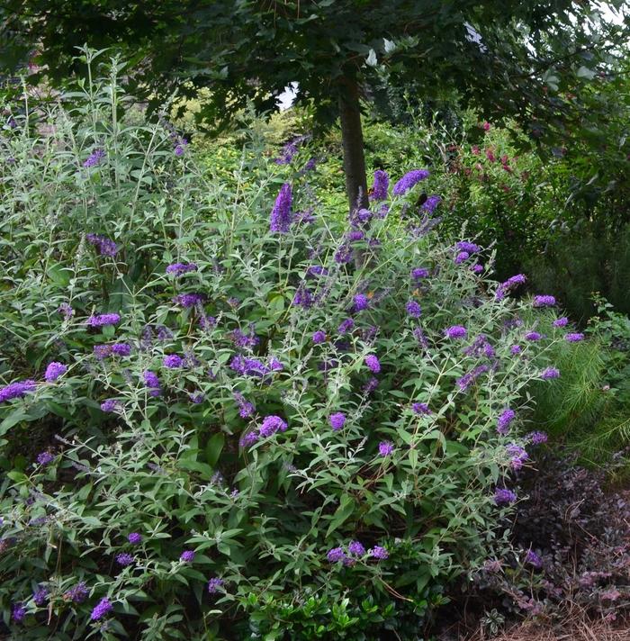 Buddleia davidii Groovy Grape™