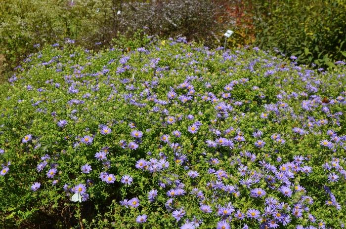 Aster oblongifolius October Skies
