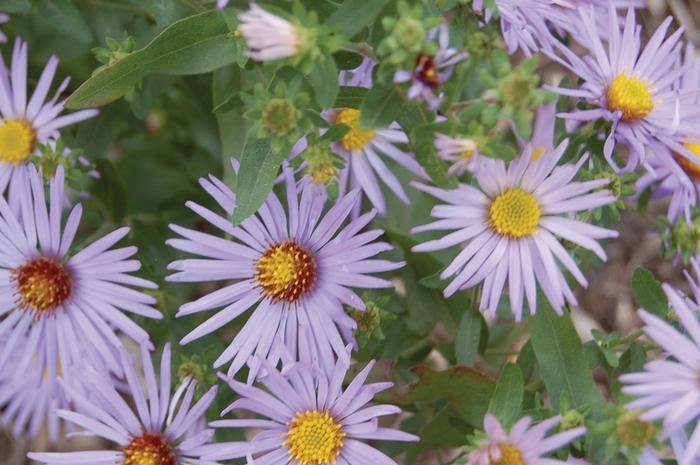 Aster oblongifolius Raydon's Favorite