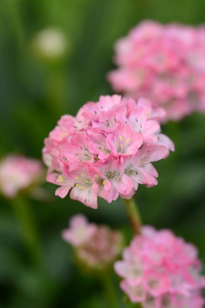 Armeria pseudarmeria Dreameria™ Daydream