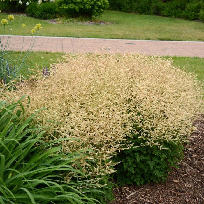 Aruncus Chantilly Lace