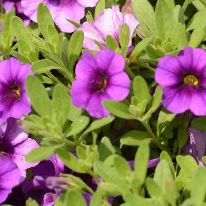 Calibrachoa Bloomtastic Purple