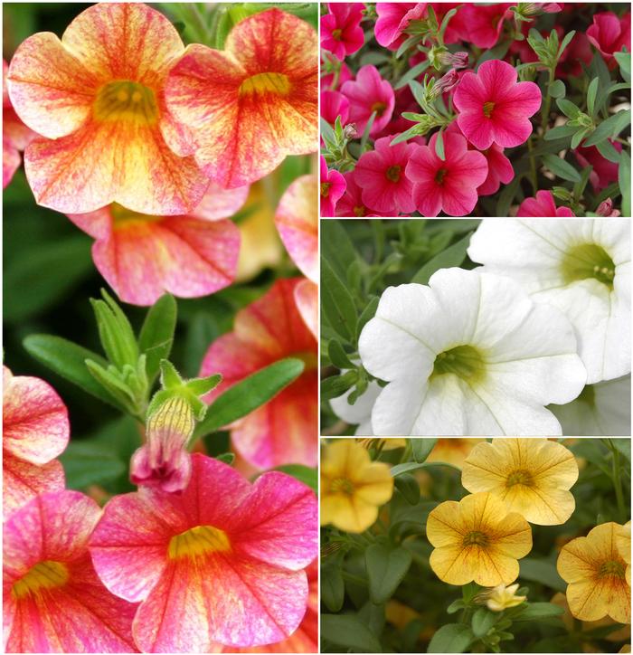 Calibrachoa Catwalk™ Series