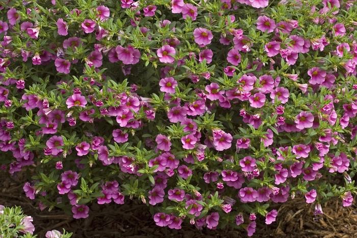 Calibrachoa Flamingo