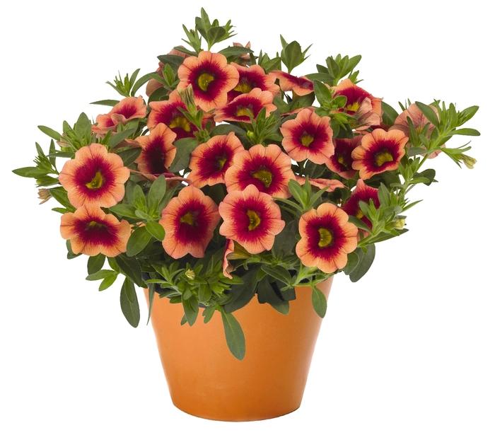 Calibrachoa Hula Orange