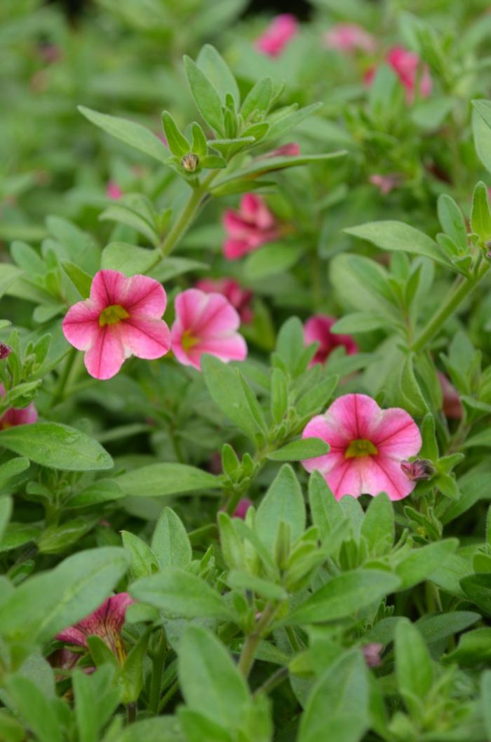 Calibrachoa Isabells Rose Star