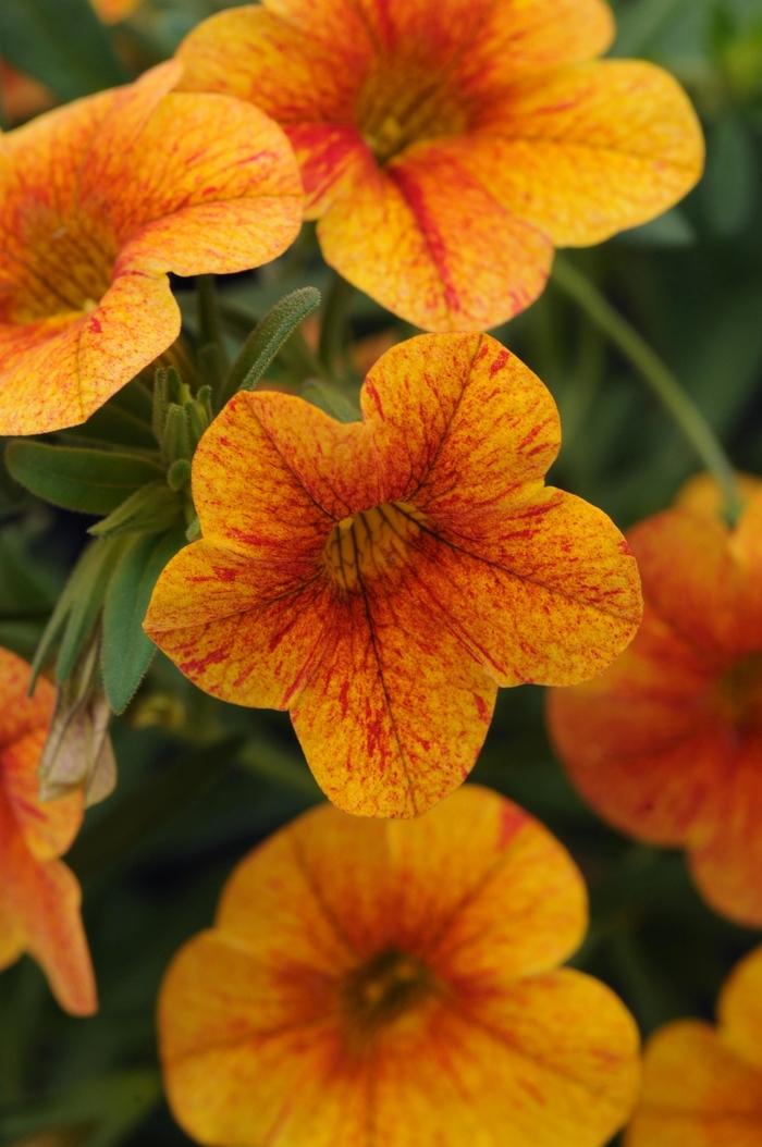 Calibrachoa Isabells Terracotta