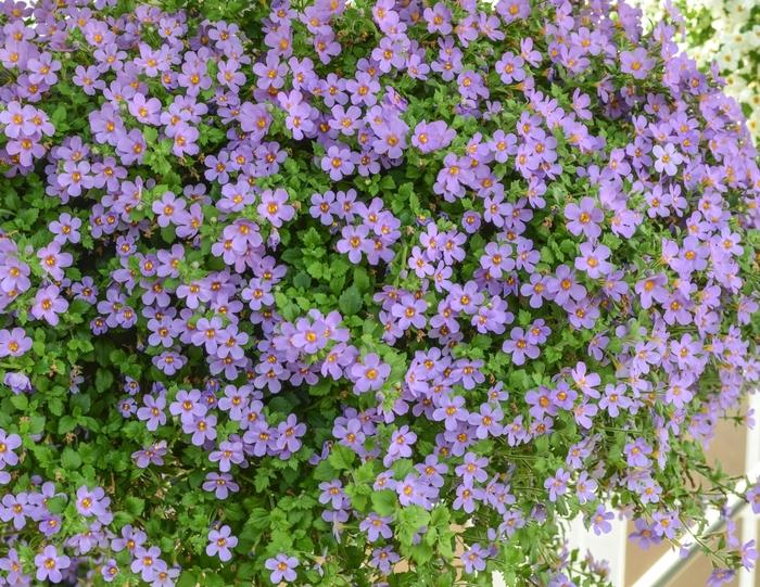 Calibrachoa Aloha Bahia Purple Sand