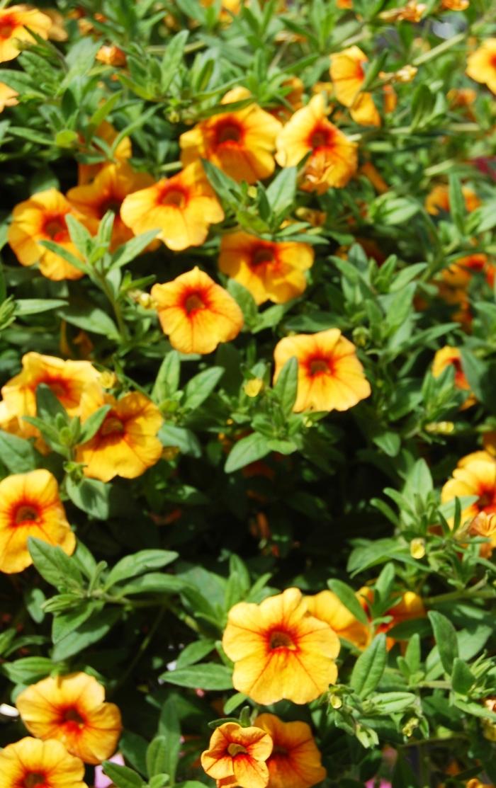 Calibrachoa Aloha Gold