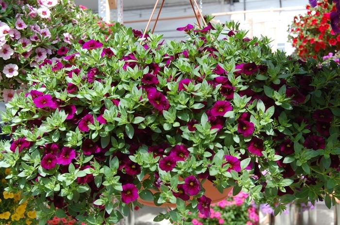 Calibrachoa Aloha Midnight Purple