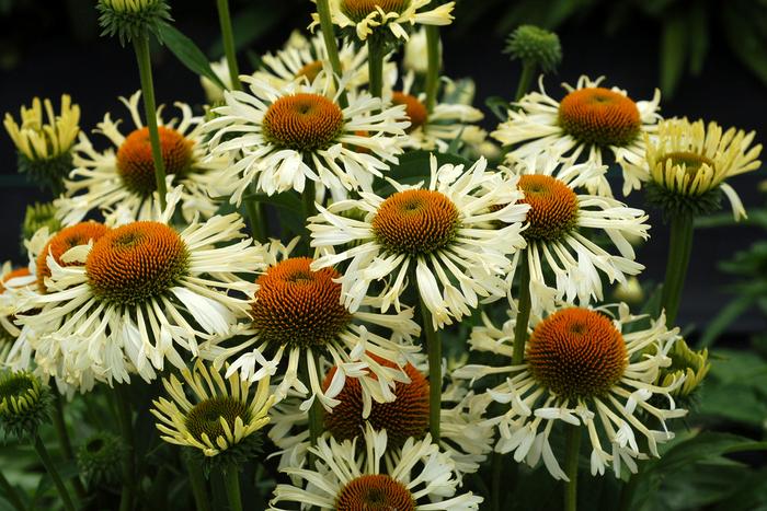 Echinacea Ferris Wheel