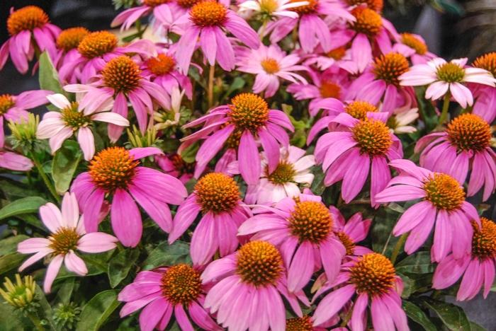 Echinacea Crazy Pink™